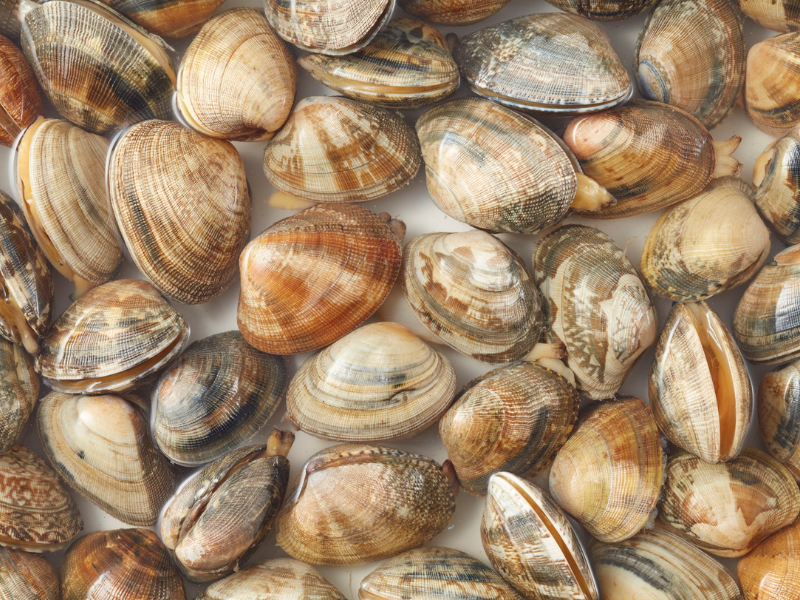 多顆新鮮蜆類貝殼的近距離排列畫面,呈現蜆精常見原料的外觀與自然色澤。
