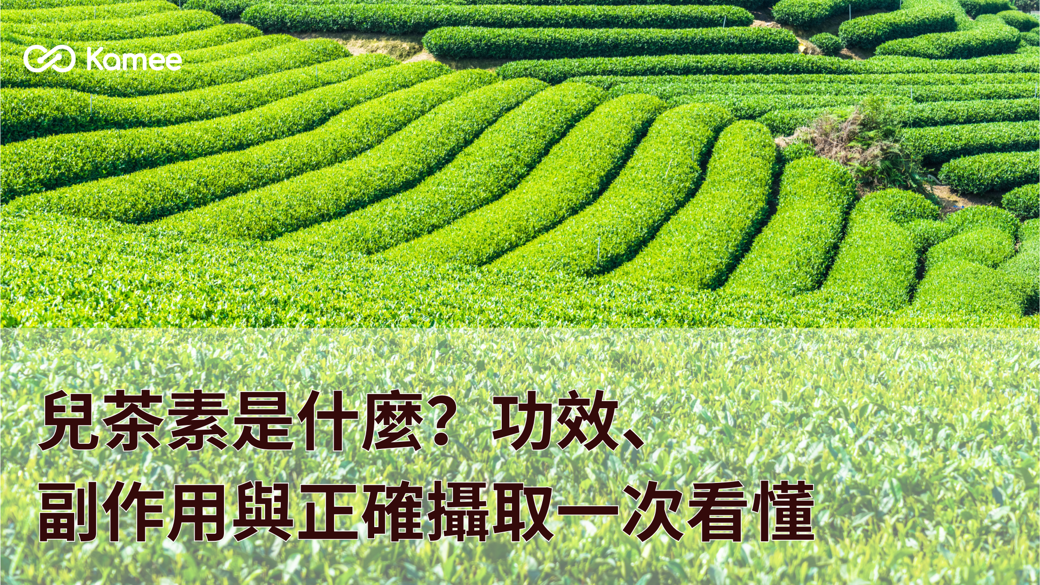 綠意茶園梯田景觀，呈現兒茶素主要來源的綠茶產地意象，搭配主題說明兒茶素是什麼、功效、副作用與正確攝取方式